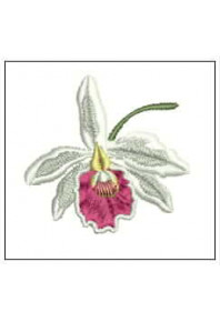 Plf065 - Orquidea Cattleya